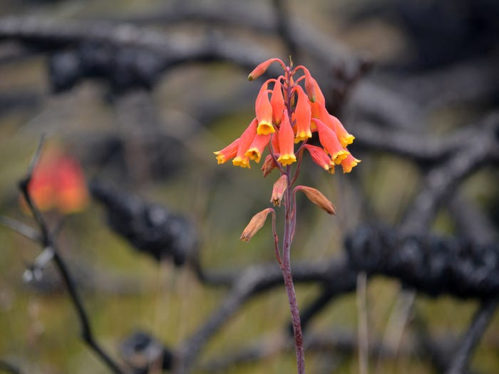 Loại hoa chuông Giáng Sinh chỉ có tại Australia. (Nguồn: Getty Images)