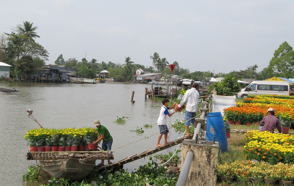 Nông dân chuyển hoa dưới ghe lên bán tại các chợ hoa ở thành phố Cần Thơ trong dịp Tết Nguyên đán. (Ảnh: Ánh Tuyết/TTXVN)