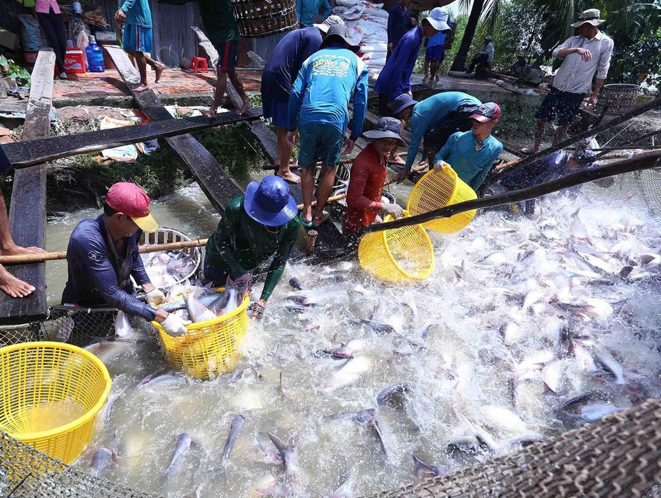 Hộ gia đình ở phường Thới An, quận Ô Môn (Cần Thơ) nuôi cá tra thương phẩm liên kết với Công ty CP đầu tư và phát triển đa quốc gia IDI (Tập đoàn Sao Mai), mỗi năm thu hoạch khoảng 150 tấn cá thương phẩm, thu lãi 600-700 triệu đồng. (Ảnh: Vũ Sinh/TTXVN)