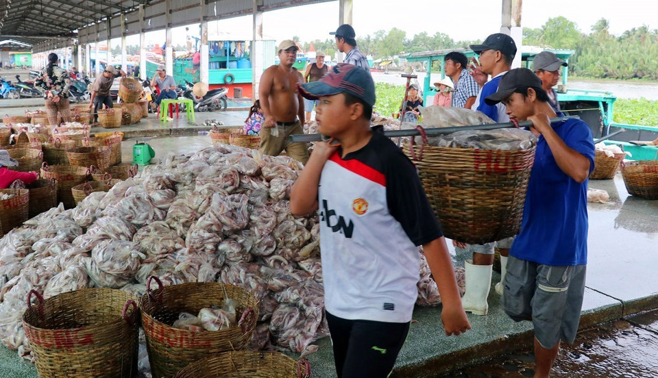 Khai thác, chế biến thủy sản trở thành lợi thế cạnh tranh với sản lượng tăng mạnh qua các năm, góp phần chuyển dịch cơ cấu nông nghiệp và nâng cao đời sống nhân dân của vùng Tứ giác Long Xuyên. Trong ảnh: Hoạt động mua bán thủy, hải sản tại Cảng cá Tắc Cậu, huyện Châu Thành, tỉnh Kiên Giang. (Ảnh: Lê Huy Hải/TTXVN)
