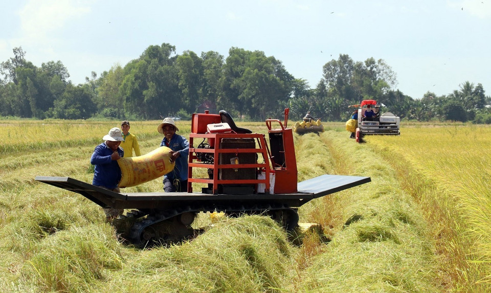 Thu hoạch lúa Hè Thu 2020 sản xuất theo mô hình cánh đồng lớn ở huyện Hòn Đất (Kiên Giang). (Ảnh: Lê Huy Hải/TTXVN)