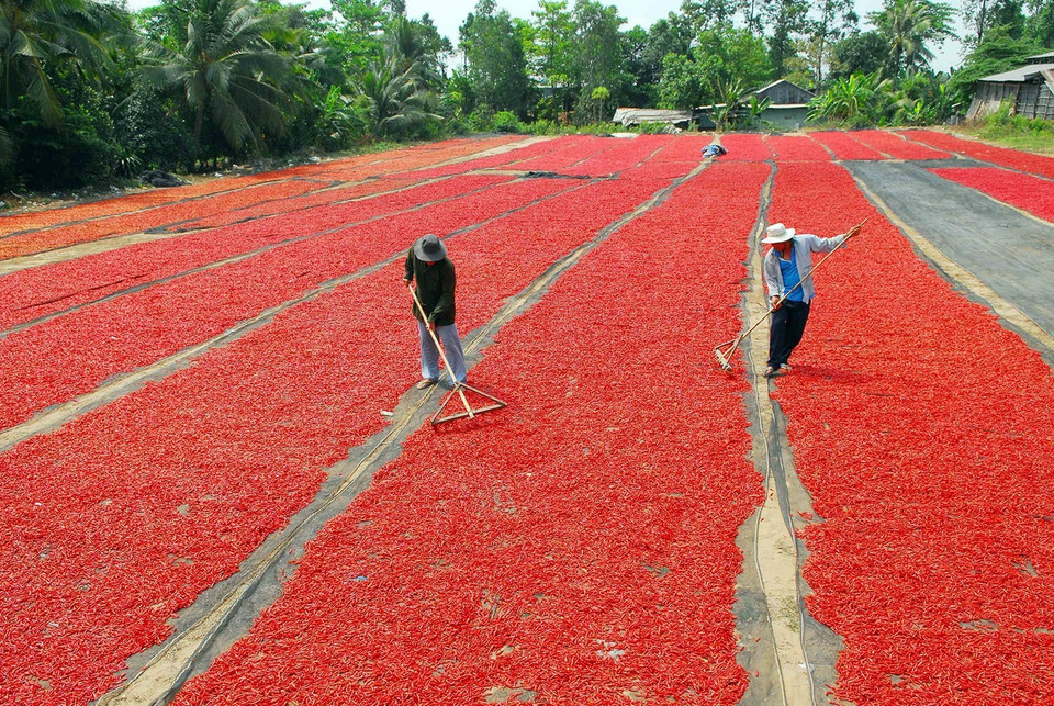 Nhiều năm trở lại đây, cây ớt ở An Giang đã khẳng định là loại cây màu có hiệu quả, giá trị kinh tế cao, trồng tập trung nhiều nhất ở các huyện Chợ Mới, An Phú, Phú Tân, Tân Châu. (Ảnh: Mạnh Linh/TTXVN)