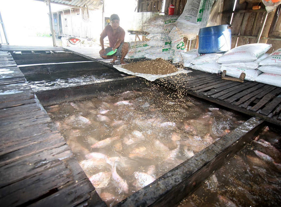 Hộ gia đình ở xã Hòa Bình, huyện Chợ Mới, tỉnh An Giang phát triển nuôi cá lồng, mỗi năm đạt sản lượng từ 400-500 tấn, doanh thu hơn 10 tỷ đồng. (Ảnh: Vũ Sinh/TTXVN)