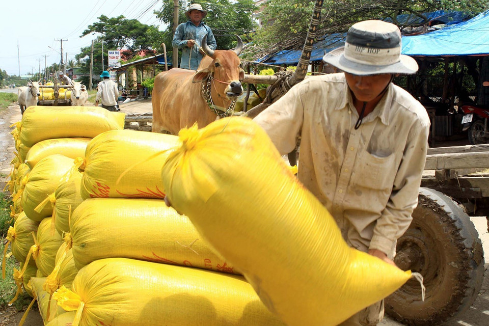 Nông dân huyện An Phú (An Giang) thu hoạch lúa Hè Thu. (Ảnh: Duy Khương/TTXVN)