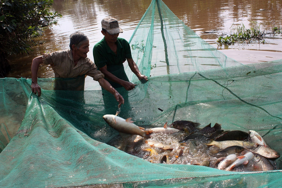 Nông dân xã An Minh Bắc, huyện U Minh Thượng, tỉnh Kiên Giang thu hoạch cá đồng nuôi trong vùng đệm. (Ảnh: Lê Sen/TTXVN)