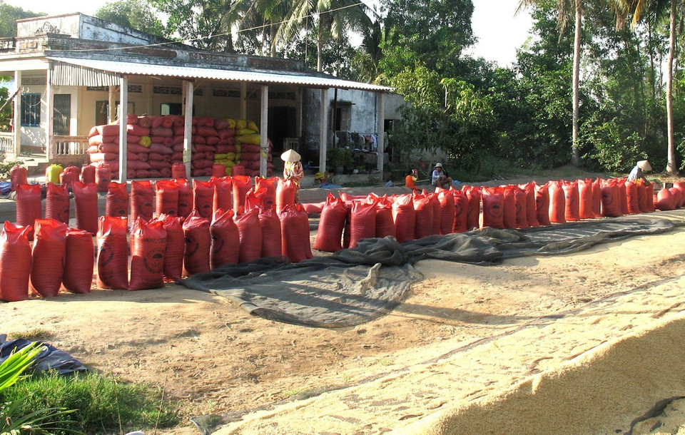 Nông dân huyện Long Mỹ, tỉnh Hậu Giang phơi lúa sau thu hoạch để bán cho thương lái. (Ảnh: Huỳnh Sử/TTXVN)