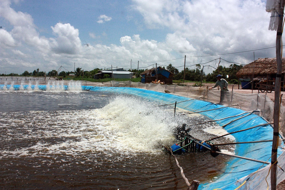 Nông dân xã Lình Huỳnh, huyện Hòn Đất, tỉnh Kiên Giang nuôi tôm sú theo mô hình công nghiệp. (Ảnh: Lê Sen/TTXVN)