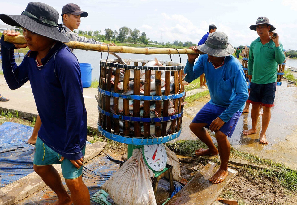 Giai đoạn 2017-2020, thành phố Cần Thơ ứng dụng khoa học và công nghệ mới trong lĩnh vực nuôi cá tra, xây dựng vùng ương nuôi cá tra tập trung phù hợp với quy hoạch vùng Đồng bằng sông Cửu Long. (Ảnh: Thanh Liêm/TTXVN)