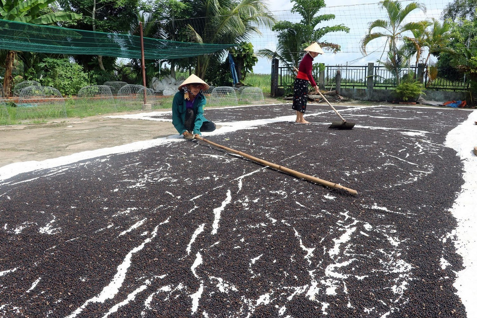 Tỉnh Kiên Giang có tổng diện tích cây tiêu hơn 860ha, tập trung ở 4 huyện Giồng Riềng, Gò Quao, Phú Quốc, Kiên Lương. Trong ảnh: Phơi khô hạt tiêu ở xã Vĩnh Hòa Hưng Nam, huyện Gò Quao (Kiên Giang). (Ảnh: Lê Huy Hải/TTXVN)