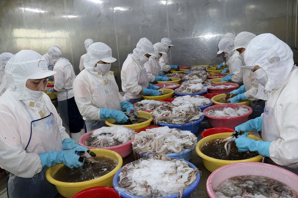 Khai thác, chế biến thủy sản trở thành lợi thế cạnh tranh với sản lượng tăng mạnh qua các năm, góp phần chuyển dịch cơ cấu nông nghiệp và nâng cao đời sống nhân dân của vùng Tứ giác Long Xuyên. Trong ảnh: Chế biến thủy sản xuất khẩu tại Công ty TNHH Huy Nam (Kiên Giang). (Ảnh: Lê Sen/TTXVN)