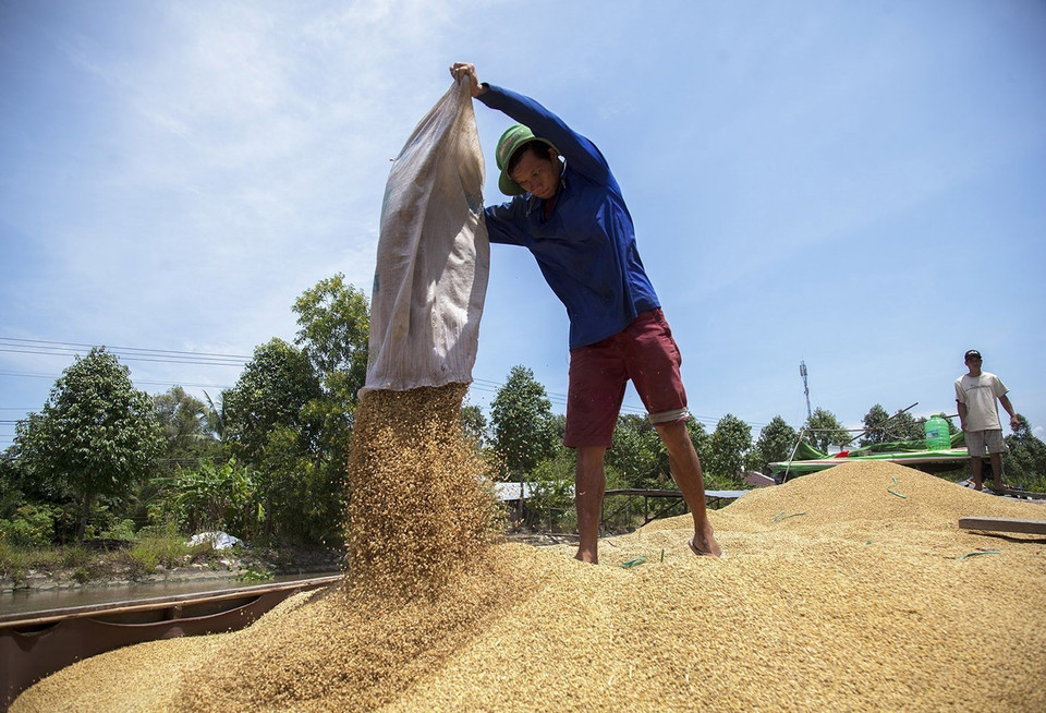 Lúa sau thu hoạch được chuyển lên ghe để đưa đi tiêu thụ ở Kiên Giang. (Ảnh: Hồng Đạt/TTXVN)