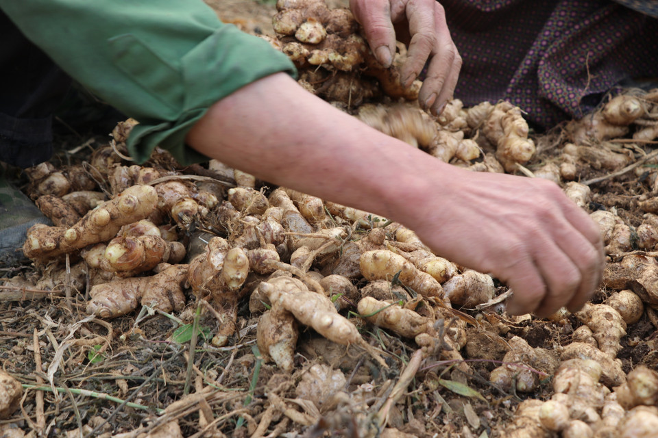 Công ty Phát triển Nông nghiệp và tư vấn Môi trường – DACE giới thiệu cây trồng gừng hữu cơ cho người dân tại Ngườm Vài từ năm 2018 và 100% nguyên liệu sau thu hoạch sẽ được xuất khẩu sang thị trường Trung Đông và châu Âu. (Ảnh: Hạnh Nguyễn/Vietnam+)