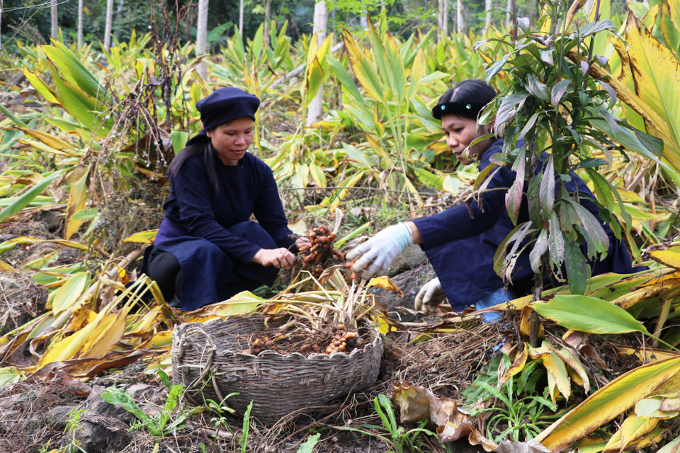 Bắc Kạn có điều kiện thiên nhiên, thổ nhưỡng thuận lợi cho hoạt động sản xuất nông sản hữu cơ và trong đó cây nghệ, với hàm lượng curcummin cao, được ngành dược liệu ưa chuộng. (Ảnh: Hạnh Nguyễn/Vietnam+) 