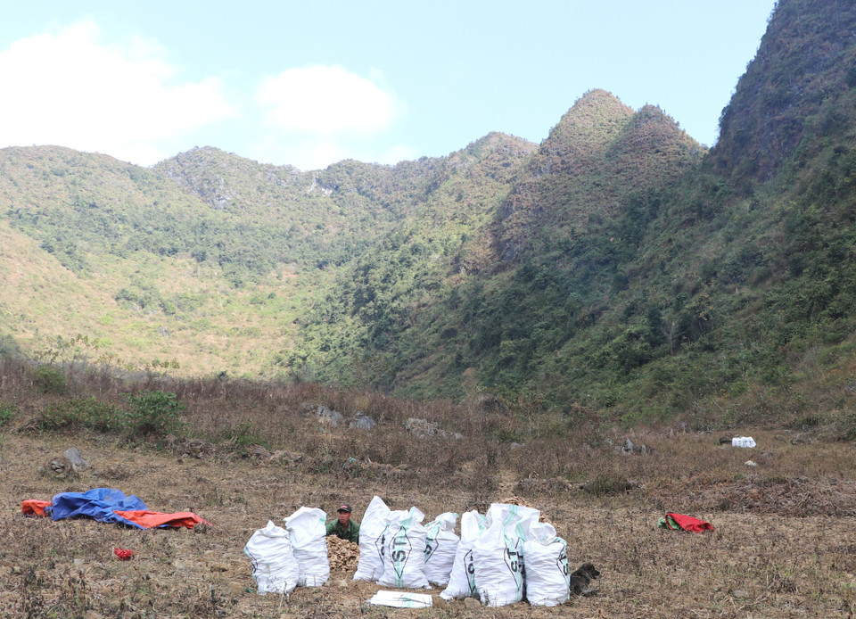 Người dân canh tác gừng hữu cơ ngay dưới chân núi tiếp giáp biên giới với Trung Quốc. (Ảnh: Hạnh Nguyễn/Vietnam+) 