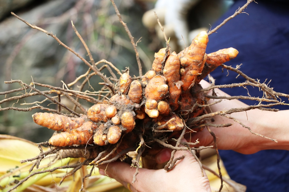 Nông sản nghệ đạt tiêu chuẩn hữu cơ sẽ được Công ty Nông sản sạch Bắc Kạn bao tiêu đầu ra. (Ảnh: Hạnh Nguyễn/Vietnam+)