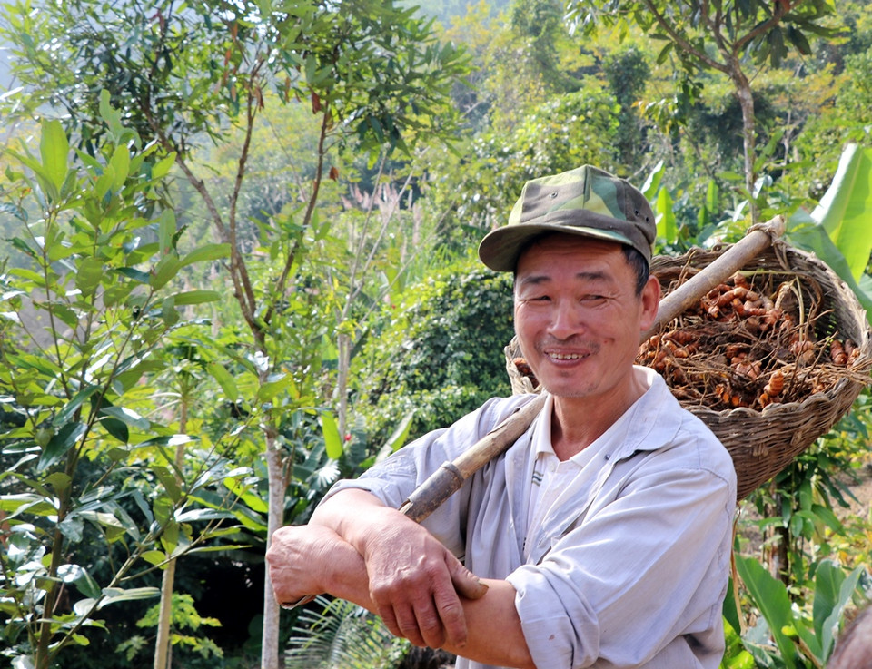 Cây nghệ đã gắn bó với người Bạch Thông nhiều đời nay, song từ khi người dân tổ chức trồng trọt theo quy trình, quy chuẩn kỹ thuật mới đã cho giá trị cao và trở thành cây kinh tế chủ lực của địa phương. (Ảnh: Hạnh Nguyễn/Vietnam+)