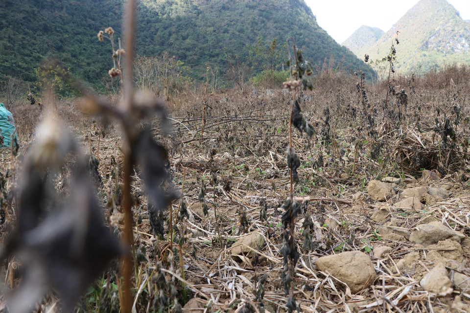 Ruộng gừng tạm ‘ngủ đông’ sau mùa thu hoạch năm 2019. (Ảnh: Hạnh Nguyễn/Vietnam+) 