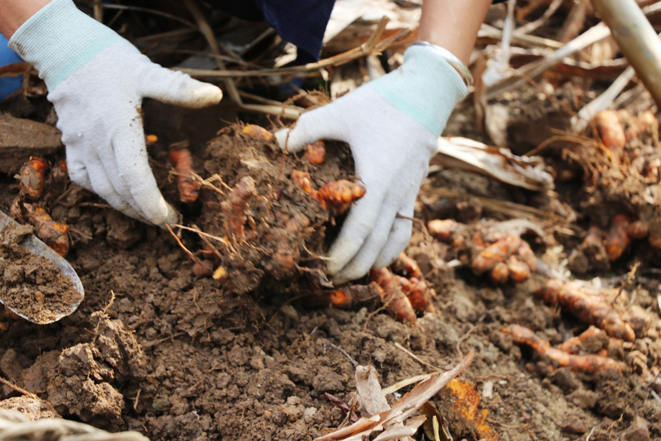 (Ảnh: Hạnh Nguyễn/Vietnam+)