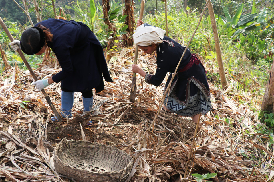 Cây nghệ được đồng bào dân tộc thiểu số trồng tự nhiên trên vùng đồi, núi tại các huyện Ba Bể, Pắc Nặm, Bạch Thông, Chợ Mới… (Ảnh: Hạnh Nguyễn/Vietnam+)