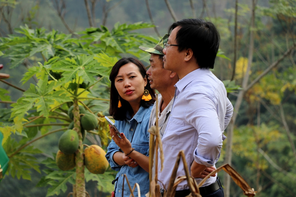 Ông Nguyễn Văn Luyến, Tổ trưởng Tổ hợp tác Đôn Phong cho biết năng suất bình quân đạt từ 20 - 25 tấn/ha, thậm chí có hộ đạt 40 tấn/ha. Giá thu mua vào thời điểm thấp nhất là 5.000 đồng/kg. (Ảnh: Hạnh Nguyễn/Vietnam+)