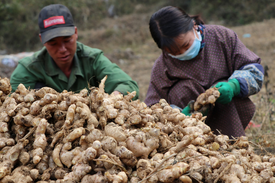 Anh Trương Văn Lần, 43 tuổi, người dân thôn Ngườm Vài, xã Cải Viên, huyện Hà Quảng đang cùng người con gái lớn thu hoạch vụ gừng hữu cơ năm 2019. (Ảnh: Hạnh Nguyễn/Vietnam+)