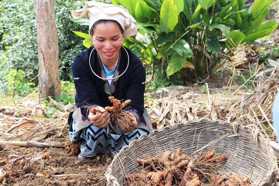 Chị Nguyễn Thị Phấn, một thành viên trong Tổ hợp tác chia sẻ kinh tế gia đình ổn định hơn nhờ có nguồn thu từ trồng nghệ. (Ảnh: Hạnh Nguyễn/Vietnam+)