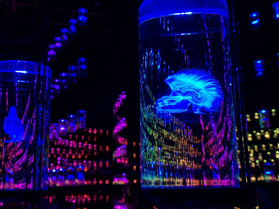 Phòng lưu giữ 2.400 hộp chứa các mẫu vật của nhiều giống động thực vật trên trái đất tại Bảo tàng Tương lai ở Dubai. (Ảnh: Dương Giang/TTXVN)