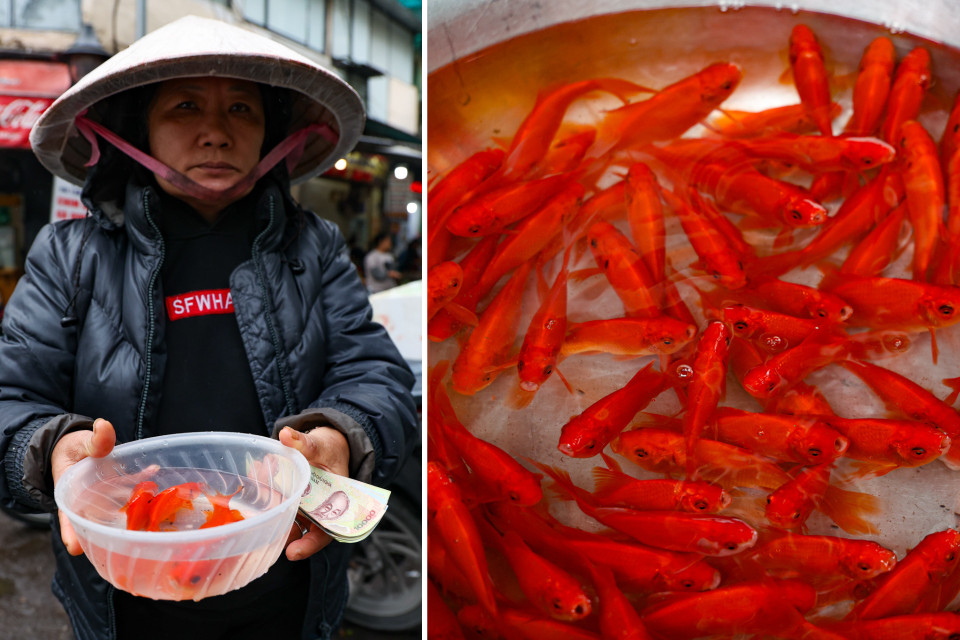 Bà Hạnh, một tiểu thương bán cá cho biết hiện tại giá cá chép đỏ phóng sinh với đủ loại kích cỡ, được bán với mức giá từ 40.000-50.000 đồng/set 3 con. Set 5 hoặc 7 con giá 70.000-100.000 đồng, hầu như không tăng so với năm ngoái. “Mặc dù kinh tế khó khăn, nhưng theo phong tục cổ truyền của người Việt nhà nào cũng mua cá chép về thắp hương. Vì vậy tôi nhập hàng mà không sợ ế,” bà cho hay. (Ảnh: Minh Hiếu/Vietnam+)