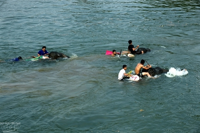 Ba chú chú voi ganh đua trong phần thi bơi