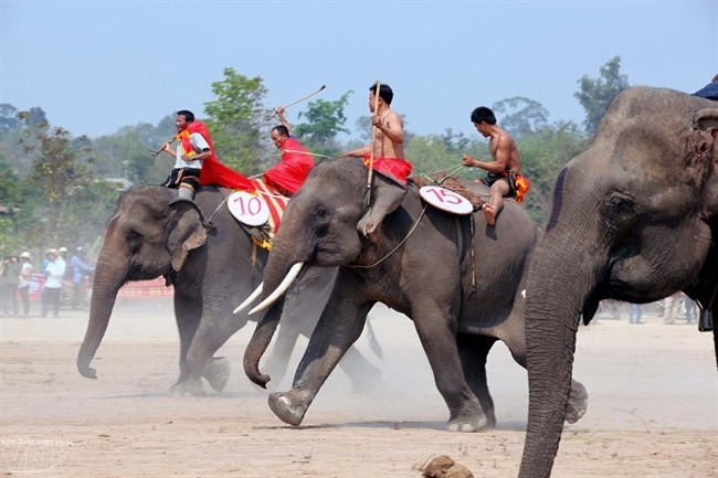 Phần ganh đua của ba chú voi Thông Ngâm, Dă Ly và Khăm Ngoặc ở vòng chung kết cuộc thi chạy