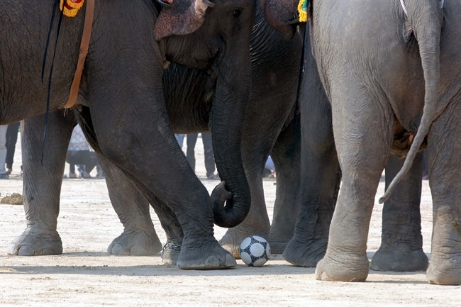 Trái bóng lăn dưới những đôi chân có chút vụng về của những cầu thủ voi