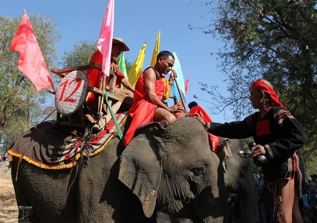 Làm lễ tưởng thưởng cho các chú voi chiến thắng