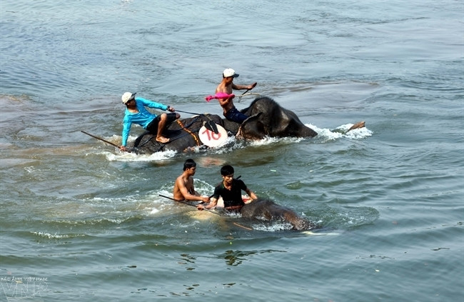 Hai chú voi ganh đua trong phần thi bơi