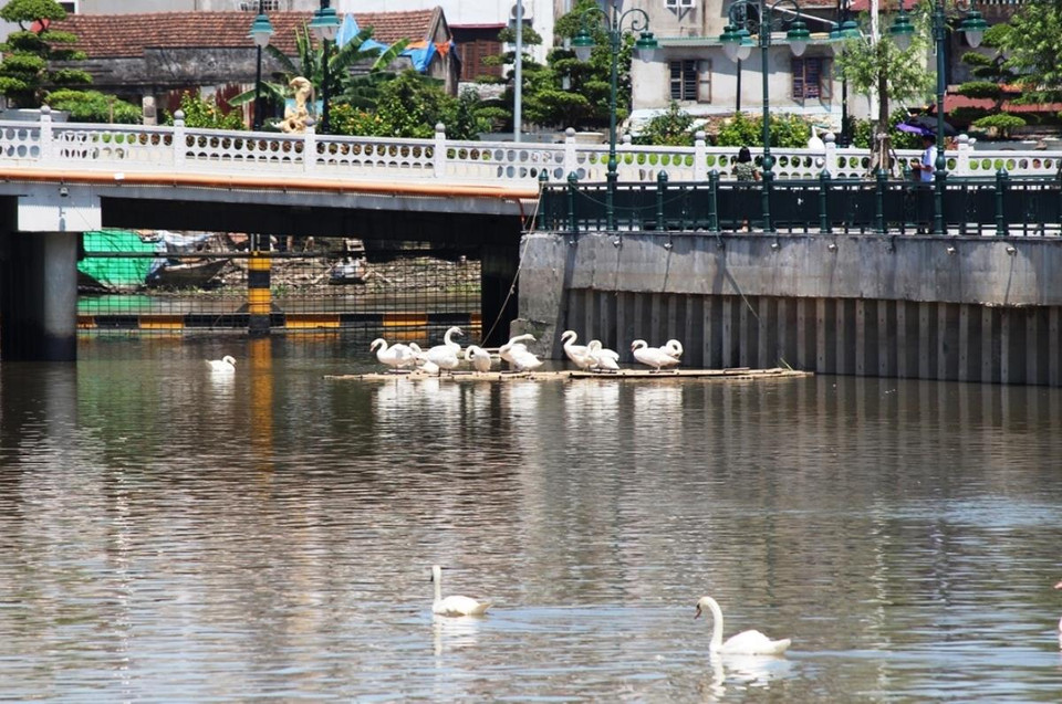 Cũng trong sáng 27/6, Đoàn công tác TTXVN đã tới thăm dòng sông Tam Bạc, nơi đang thử nghiệm nuôi thiên nga. (Ảnh: Hùng Võ/Vietnam+)