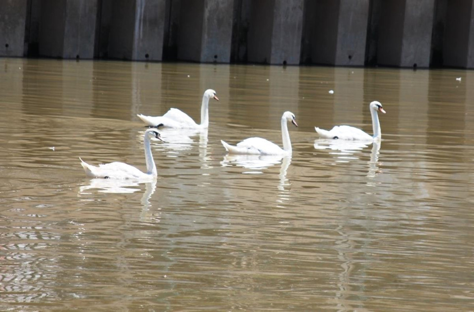 Đây là một trong những hoạt động tạo điểm nhấn trong dự án chỉnh trang hai bờ sông Tam Bạc, hình thành phố đi bộ. (Ảnh: Hùng Võ/Vietnam+)