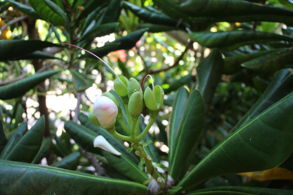 Hoa bàng vuông ở đảo cây Trường Sa, khu Bạch Đằng Giang, Hải Phòng. (Ảnh minh họa. Nguồn: Hùng Võ/Vietnam+)