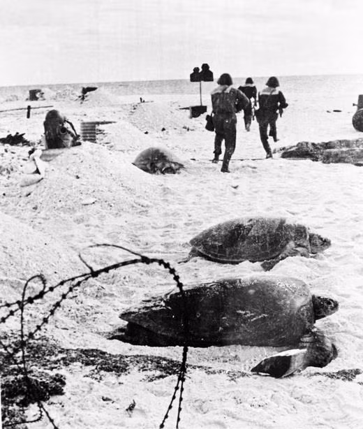 Từ 14-29/4/1975, Đoàn đặc công hải quân 126 (tiền thân của Lữ đoàn Đặc công 126 Hải quân ngày nay) đã giải phóng hầu hết các đảo trong quần đảo Trường Sa, góp phần quan trọng vào thắng lợi trọn vẹn của công cuộc giải phóng hoàn toàn miền Nam, thống nhất Tổ quốc. Trong ảnh: Lực lượng Đặc công hải quân Đoàn 126 tấn công giải phóng đảo Sơn Ca, quần đảo Trường Sa, ngày 25/4/1975. (Ảnh: Lê Nhật/TTXVN phát)