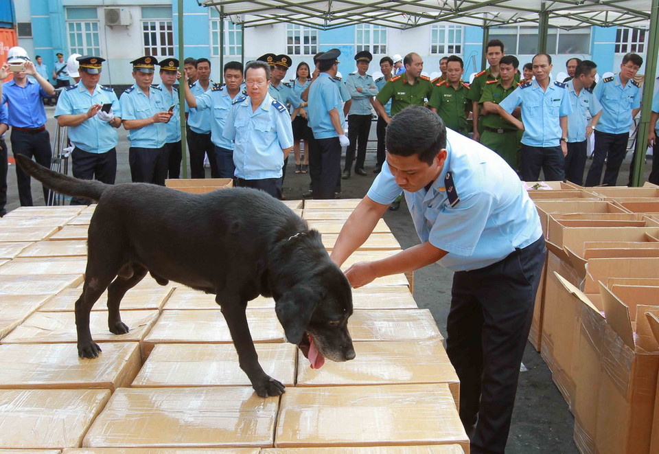 Ngày 11/5, lực lượng chức năng ở Cảng Nam Hải Đình Vũ, Hải Phòng, phát hiện một container chứa 2,5 tấn lá Khát ngụy trang là chè và càphê. (Ảnh: An Đăng/TTXVN)