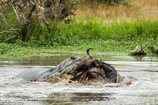 Sau một giờ chiến đấu căng thẳng, con cá sấu đã có được miếng mồi của mình. Chú hà mã thì lặng lẽ bơi về chỗ cũ. (Nguồn: Caters News Agency)