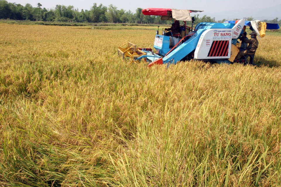 Thực hiện dồn điền, đổi thửa, phát triển mô hình cánh đồng mẫu lớn, chuyển dịch cơ cấu cây trồng có giá trị kinh tế cao, tăng thu nhập cho người dân được xã Nhơn Hòa, huyện Hòa Vang triển khai tích cực. (Ảnh: Đình Huệ/TTXVN)