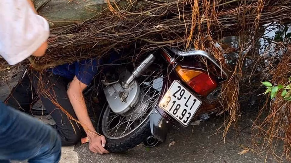 Cây si đổ đè lên người và 1 chiếc xe Honda Dream. (Ảnh: Sơn Bách/Vietnam+)