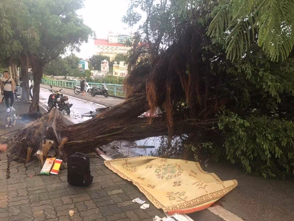 Một nạn nhân đã tử vong do cây đổ vào người trong khi đang điều khiển xe máy. (Ảnh: Sơn Bách/Vietnam+)