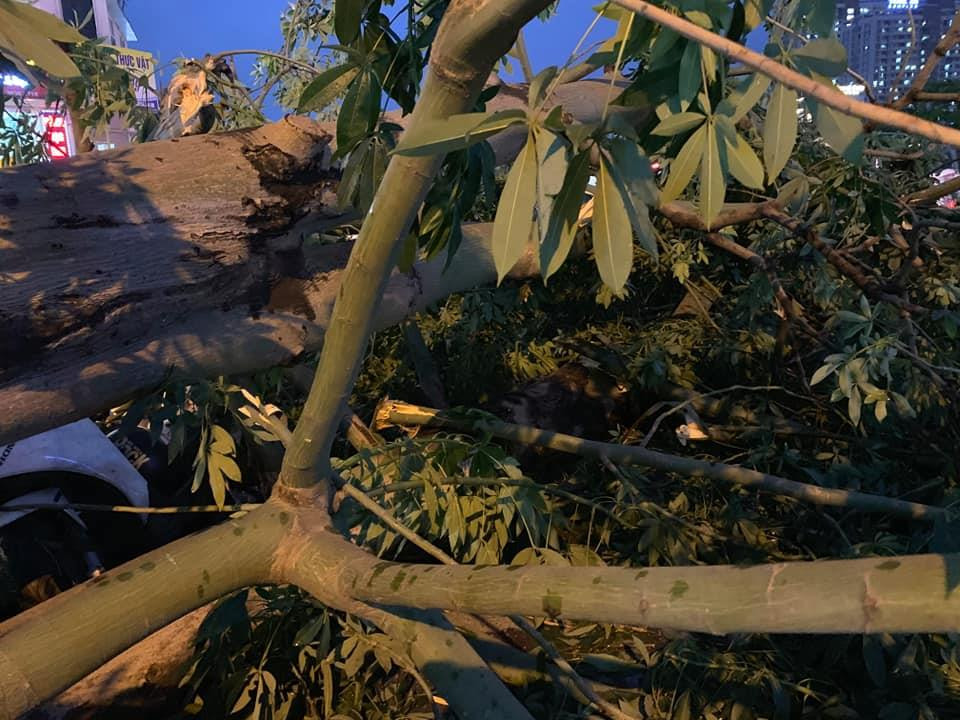 (Ảnh: Sơn Bách/Vietnam+)