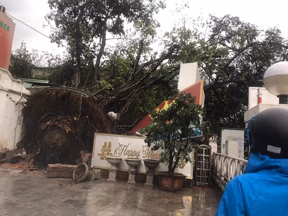 Một cây si lớn bị bật gốc do mưa to, gió lớn. (Ảnh: Sơn Bách/Vietnam+)