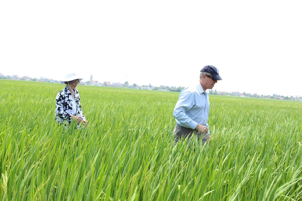 Đại sứ Hoa Kỳ Ted Osius, quyền Trợ lý Ngoại trưởng Hoa Kỳ Judith Garber đi thực tế các cánh đồng lúa tại xã Giao Hải. (Ảnh: Hùng Võ/Vietnam+)
