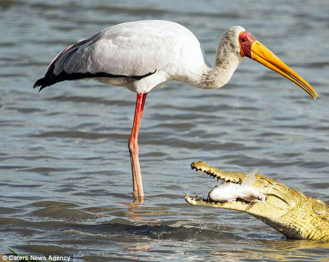 Khi vừa cắp đầu cá lên, con cò đã bị chú cá sấu gần đó 'nẫng tay trên.' (Nguồn: Caters News Agency)