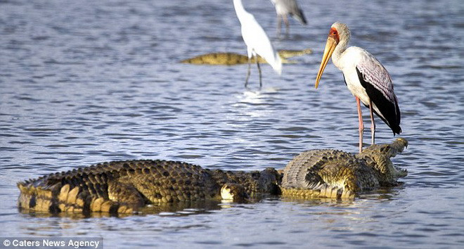 Khi vừa cắp đầu cá lên, con cò đã bị chú cá sấu gần đó 'nẫng tay trên.' (Nguồn: Caters News Agency)
