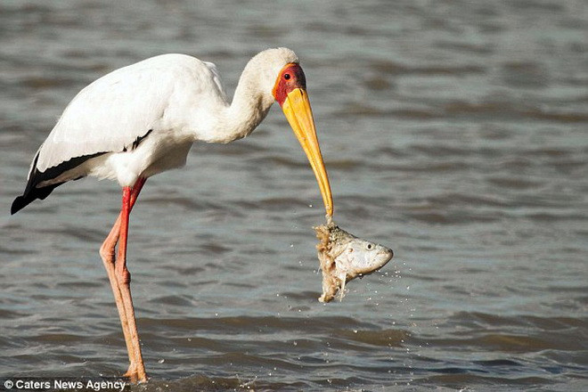 Con cò lao tới để ăn miếng mồi ngon. (Nguồn: Caters News Agency)