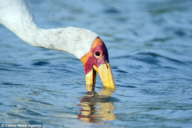 Khi đang tìm kiếm thức ăn gần đó, con cò bỗng nhiên thấy cái đầu cá. (Nguồn: Caters News Agency)