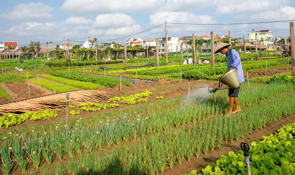 Nông dân làng rau Trà Quế tất bật sản xuất vụ rau Tết. (Ảnh: TTXVN phát)